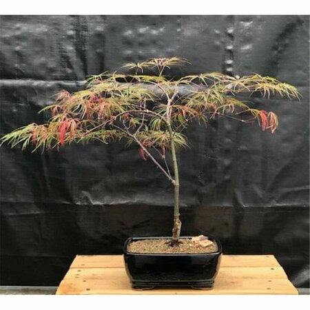 PAISAJE Crimson Queen Japanese Maple Tree - Acer Palmatum Var Dissectum PA2810882